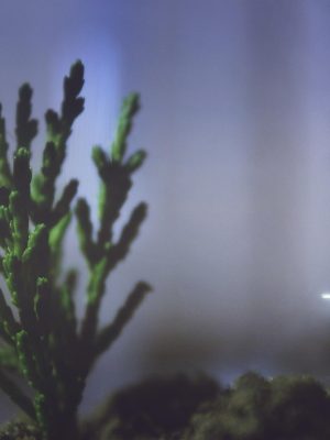Kasvi kosteassa suljetussa kasvatusympäristössä